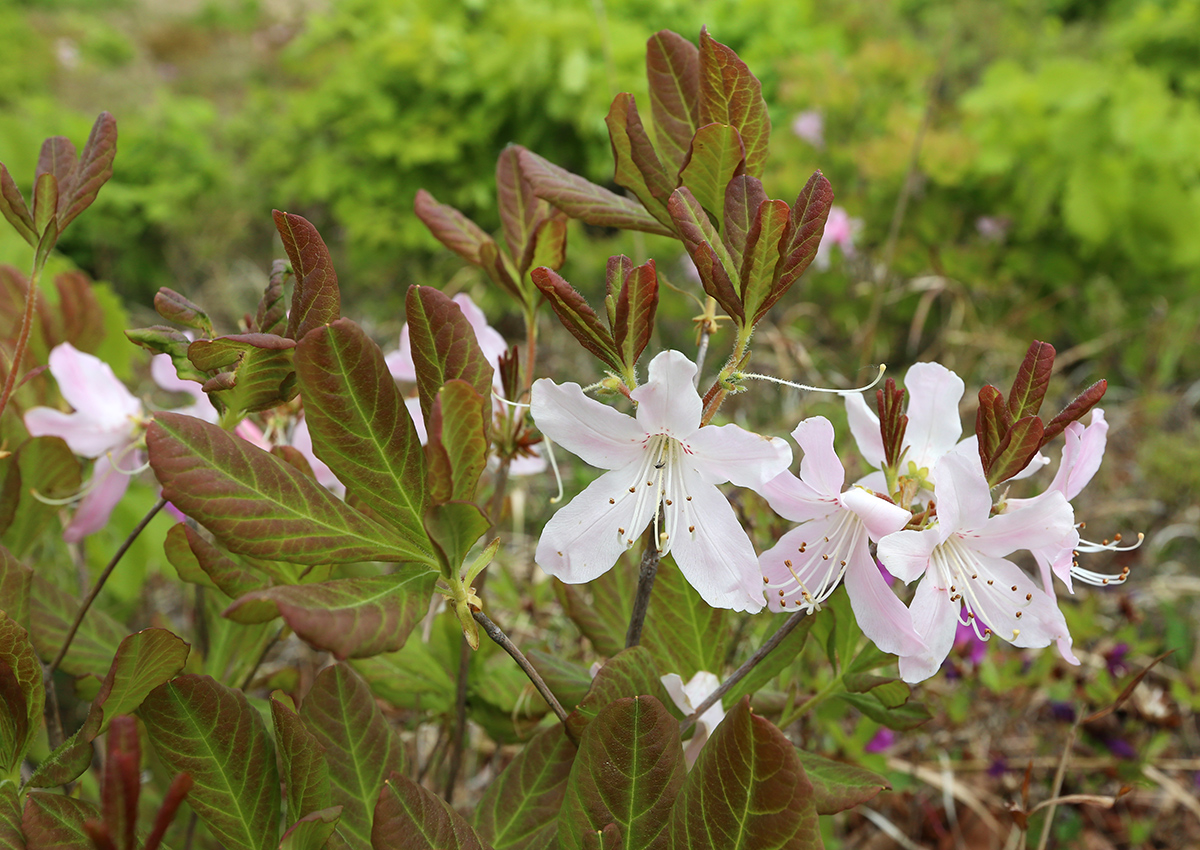 Image of Rhododendron schlippenbachii specimen.