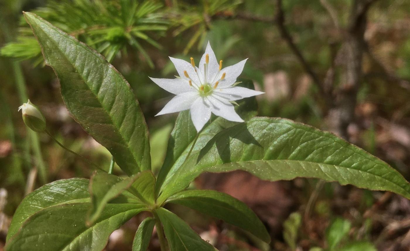 Image of genus Lysimachia specimen.