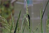 unknown species. Верхушки развивающихся побегов с соцветиями и листьями. Московская обл., Раменский р-н, окр. дер. Хрипань, садовый участок. 07.06.2026.