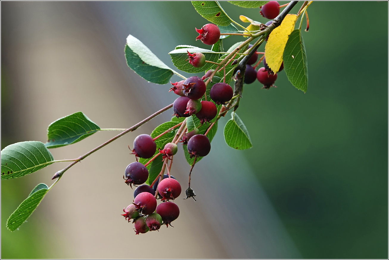 Image of Amelanchier spicata specimen.