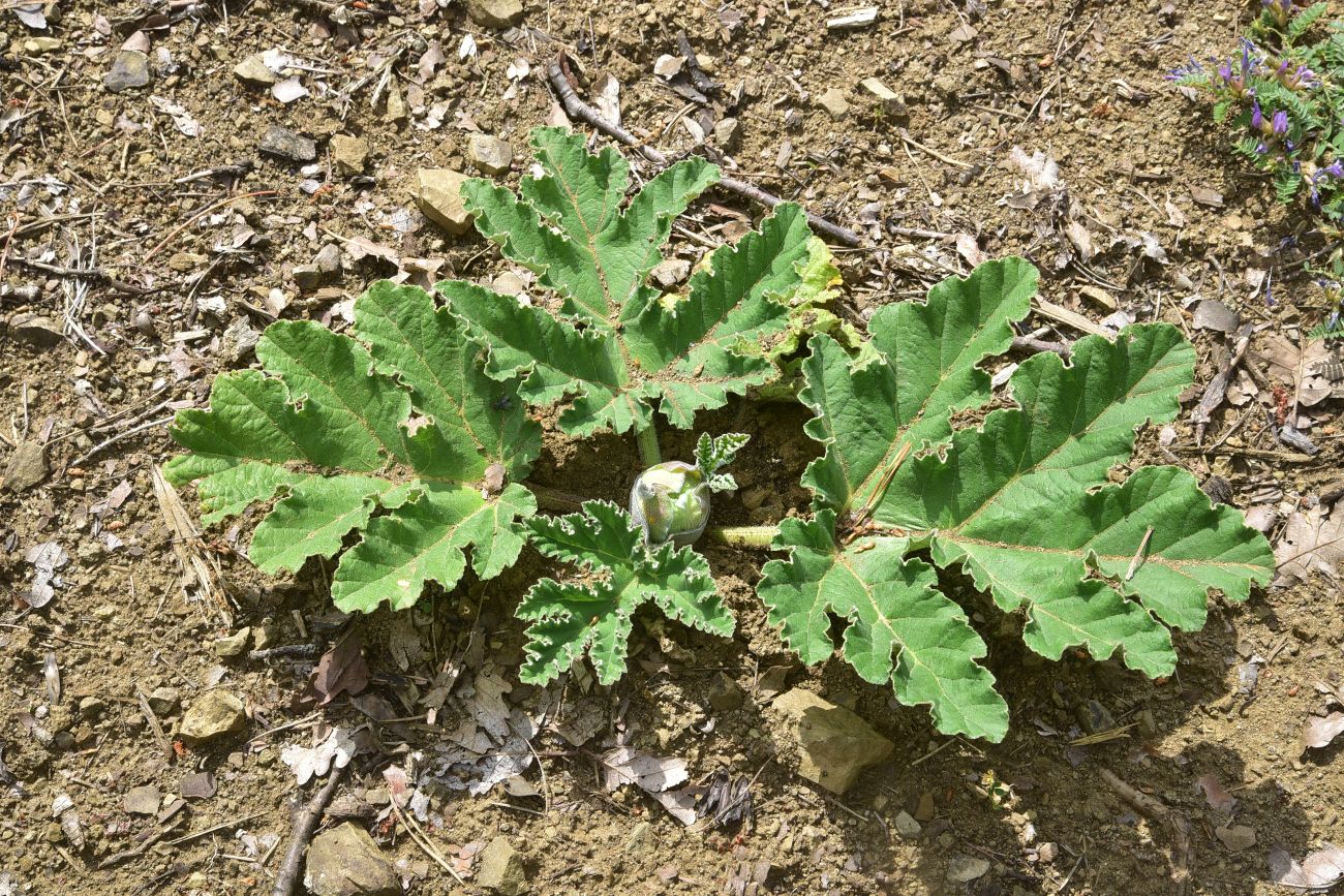 Image of genus Heracleum specimen.