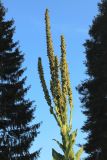 genus Verbascum