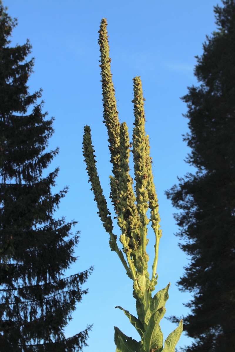 Image of genus Verbascum specimen.