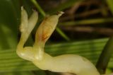 Vicia amphicarpa