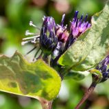 Saussurea parviflora. Верхушка цветущего растения. Хабаровский край, р-н имени Лазо, массив горы Ко, седловина между горами Столовая и Ко, выс. ≈ 1750 м н.у.м., горная тундра. 02.08.2026.