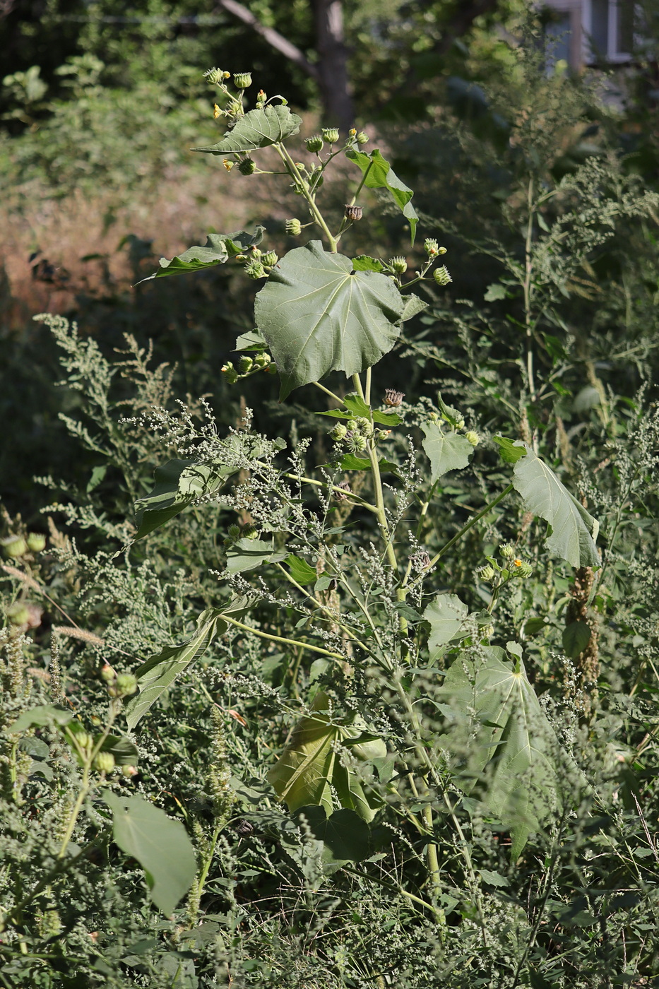 Изображение особи Abutilon theophrasti.