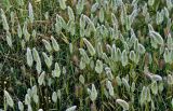 Polypogon monspeliensis. Верхушки цветущих растений. Португалия, округ Бежа, дол. р. Мира, пойменная терраса. 06.06.2026.