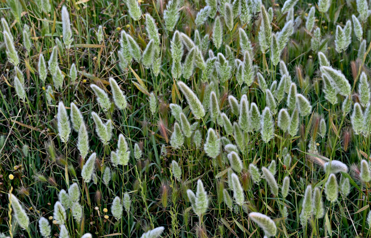 Image of Polypogon monspeliensis specimen.