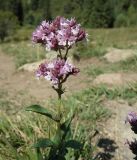 Origanum vulgare. Верхняя часть побега с соцветием. Казахстан, Тянь-Шань, дол. Бутаковского ручья, поляна вдоль тропы к нижнему водопаду. 29.08.2026.