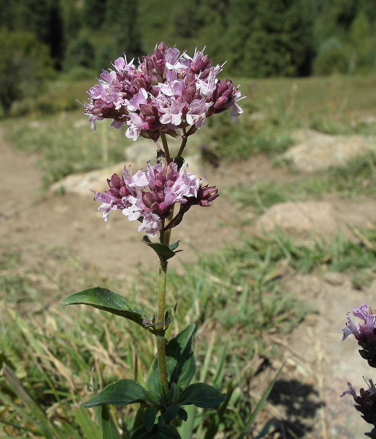 Изображение особи Origanum vulgare.