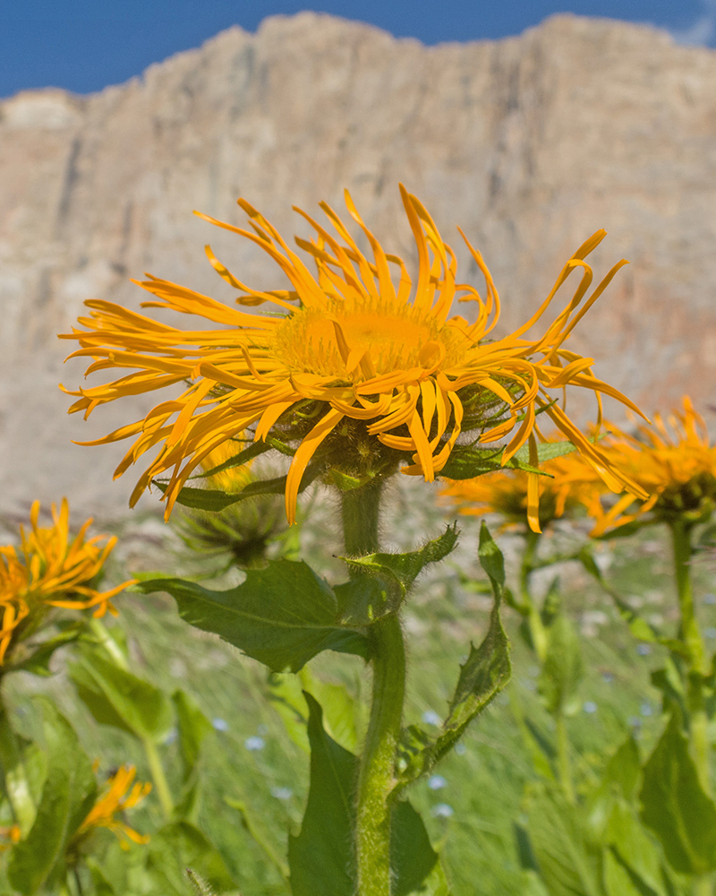 Image of Inula grandiflora specimen.