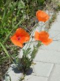 Papaver rhoeas