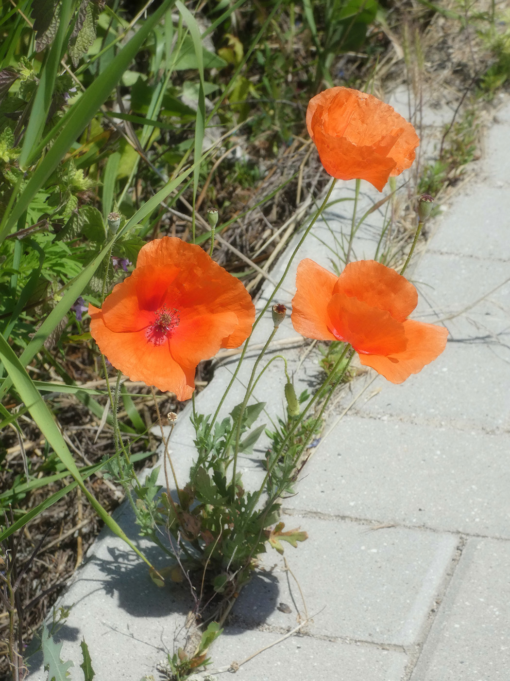 Изображение особи Papaver rhoeas.