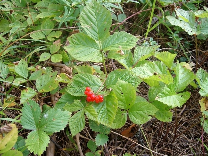 Изображение особи Rubus saxatilis.