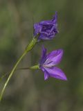 Campanula wolgensis