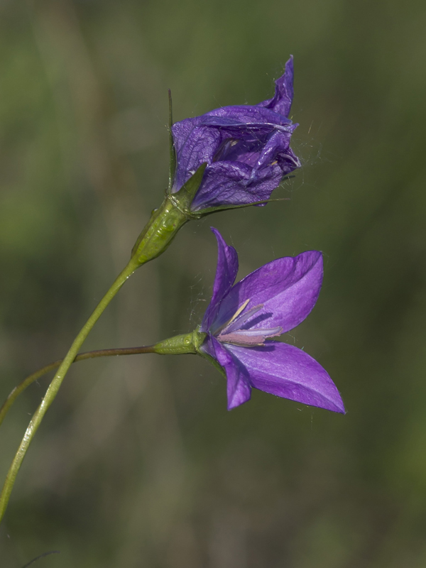 Изображение особи Campanula wolgensis.