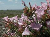 Convolvulus gortschakovii