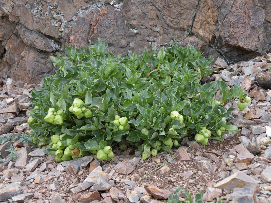 Изображение особи Physochlaina physaloides.