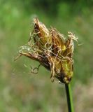 Carex chordorrhiza