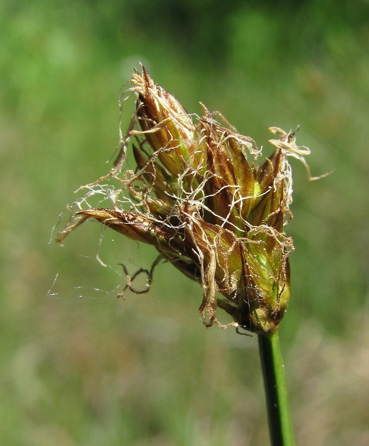 Изображение особи Carex chordorrhiza.