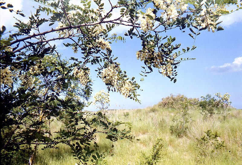 Изображение особи Robinia pseudoacacia.