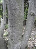 Magnolia stellata. Ствол. Владивосток, ботанический сад-институт ДВО РАН. 28 мая 2011 г.