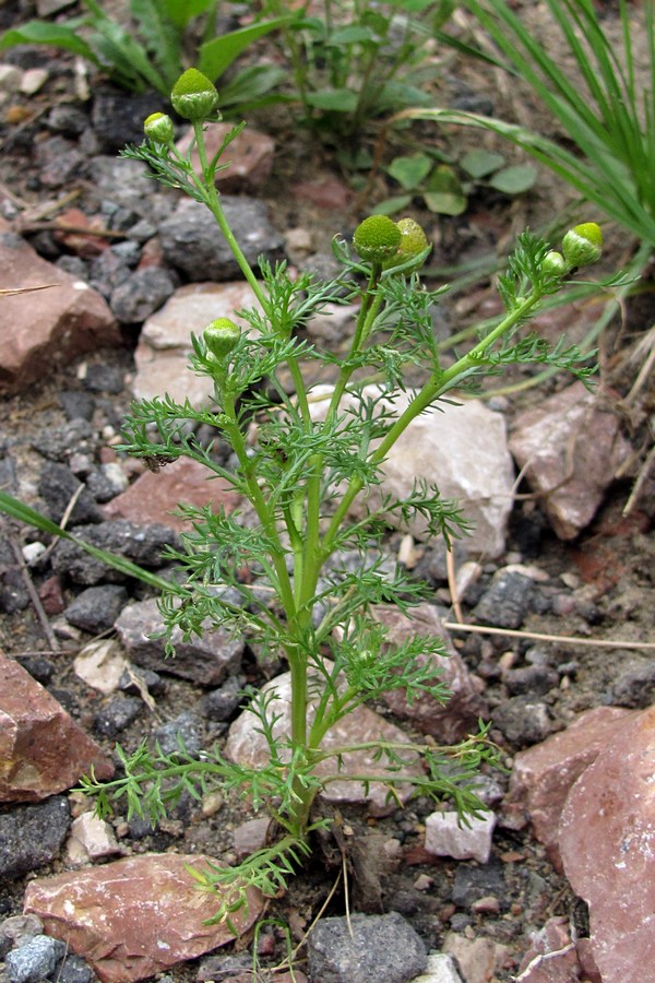 Image of Matricaria discoidea specimen.