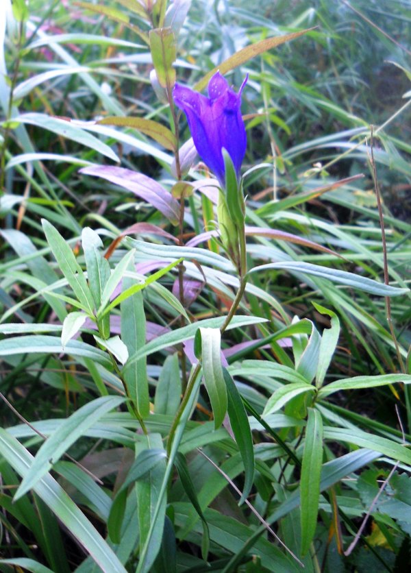 Image of Gentiana pneumonanthe specimen.