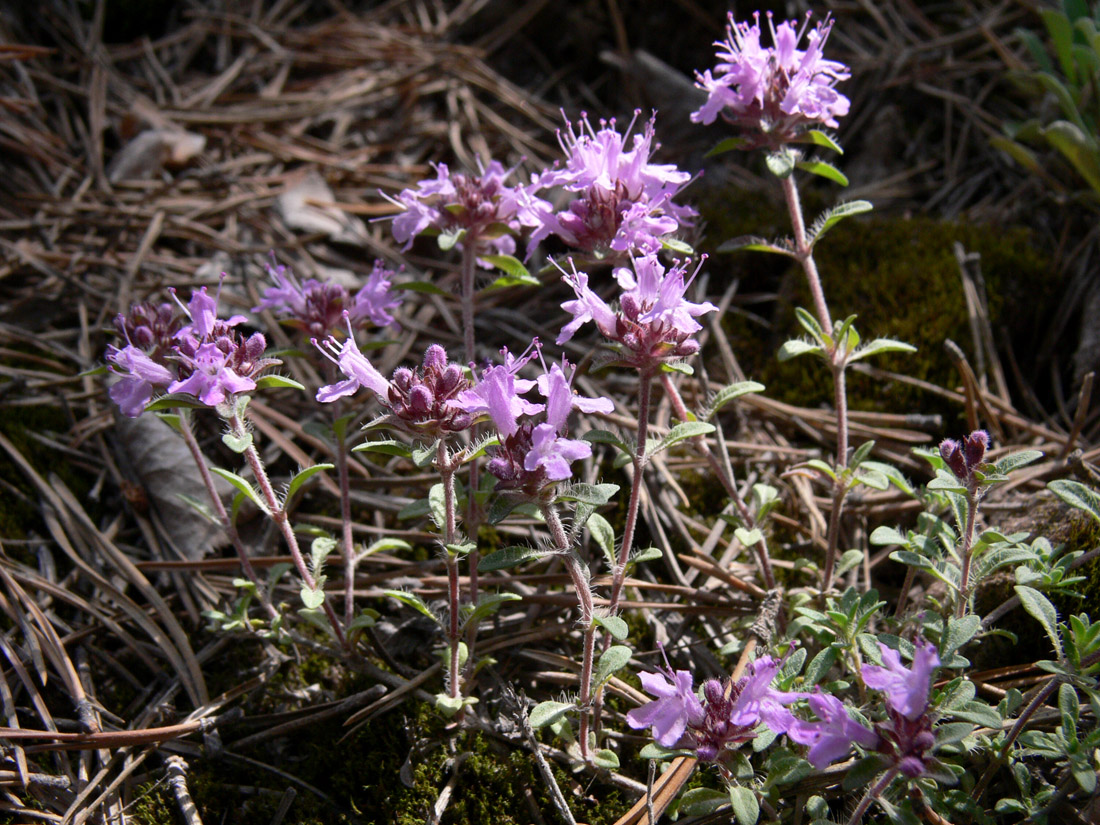 Image of Thymus hirticaulis specimen.