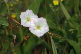 Convolvulus arvensis. Побег с цветками. Московская обл., Раменский р-н, Хрипань, сухой луг. 17.06.2007.