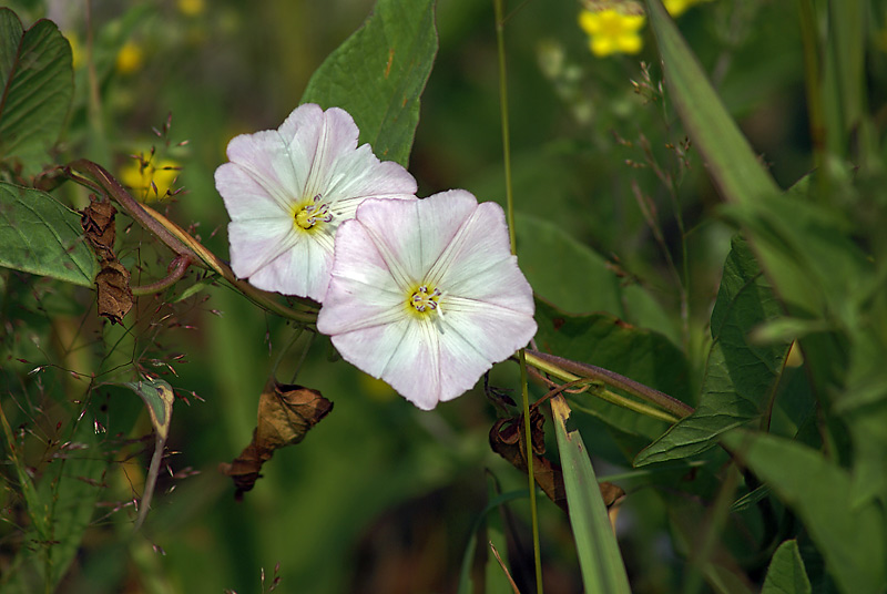 Image of Convolvulus arvensis specimen.