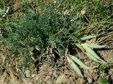 Astragalus xipholobus