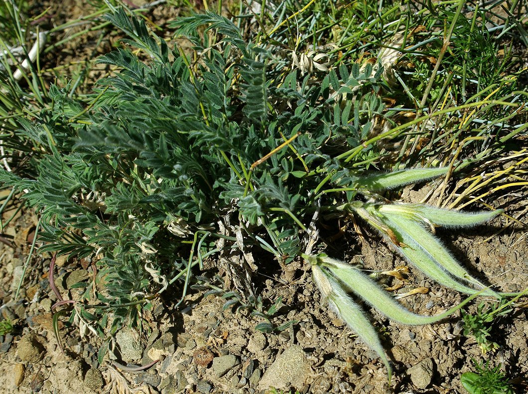 Image of Astragalus xipholobus specimen.