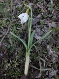 Galanthus graecus