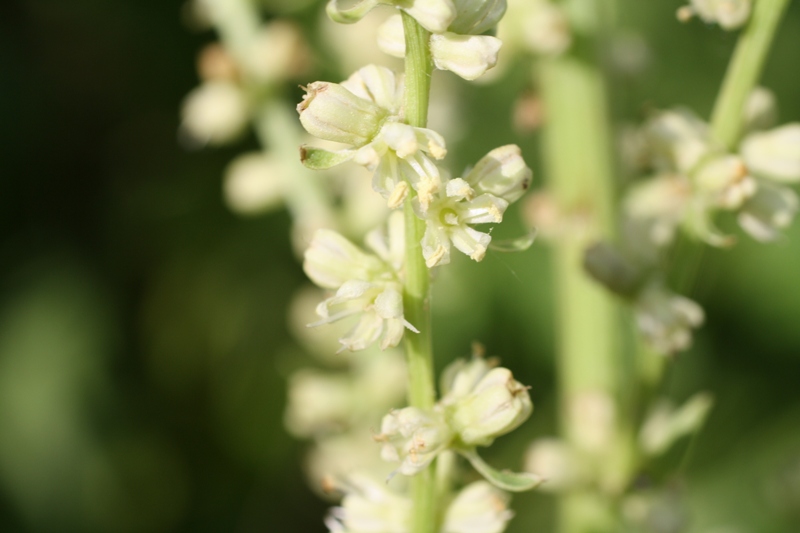 Image of Beta trigyna specimen.