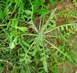 Centaurea procurrens