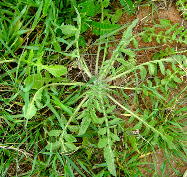 Image of Centaurea procurrens specimen.