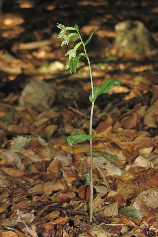 Image of Epipactis persica specimen.