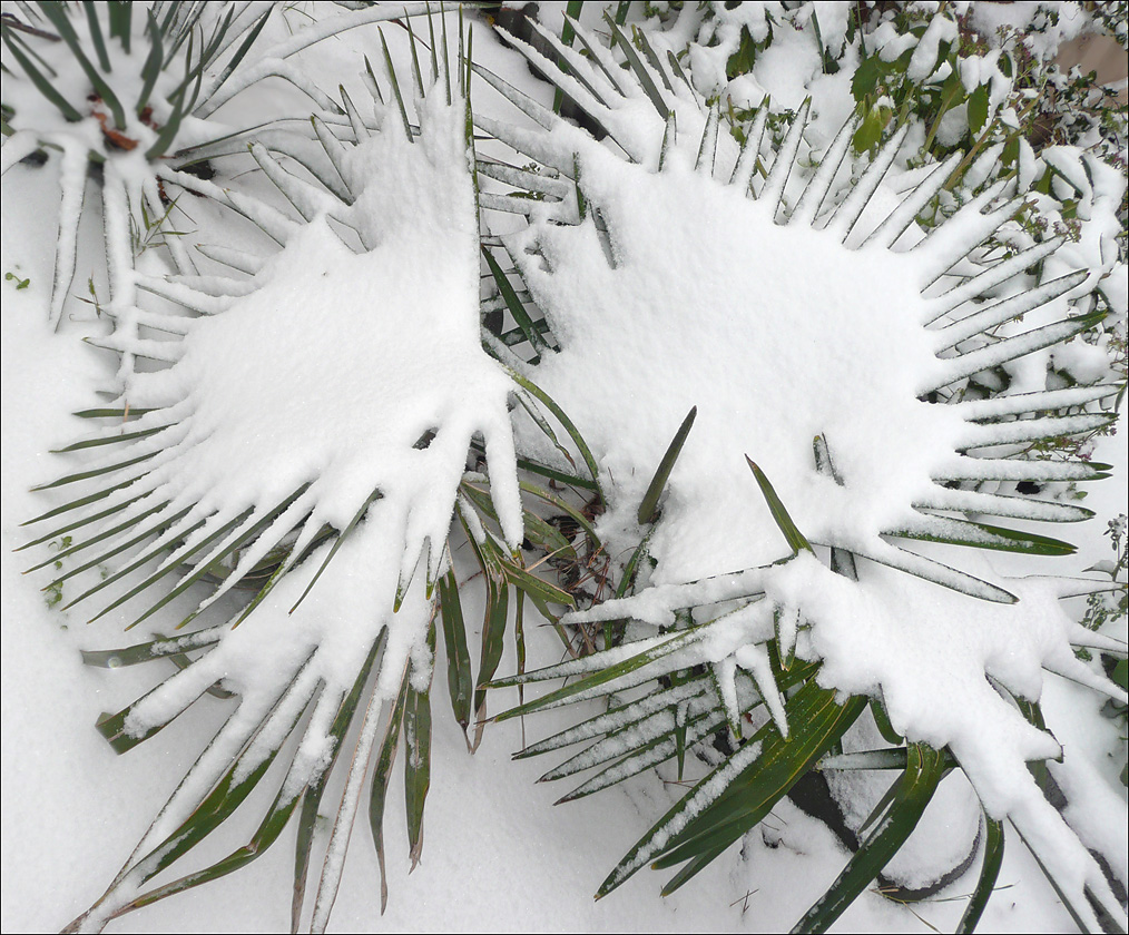 Image of Trachycarpus fortunei specimen.