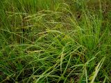 Carex pallescens