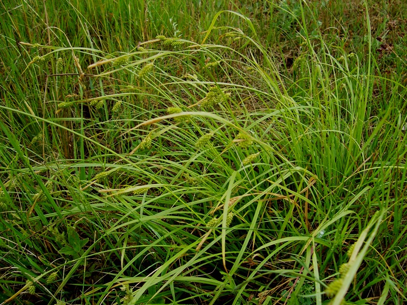 Image of Carex pallescens specimen.