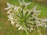 Heracleum sphondylium. Простой зонтик - часть общего соцветия (вид снизу). Нидерланды, провинция Groningen, Haren, на лугу. 27 июля 2008 г.