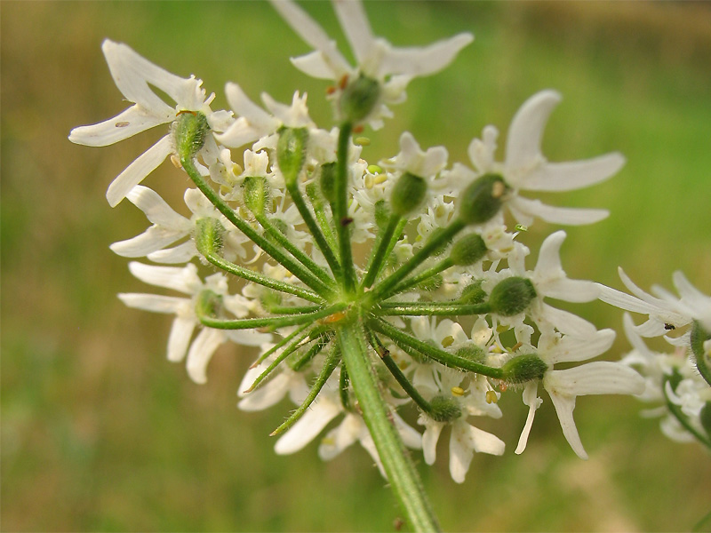 Image of Heracleum sphondylium specimen.