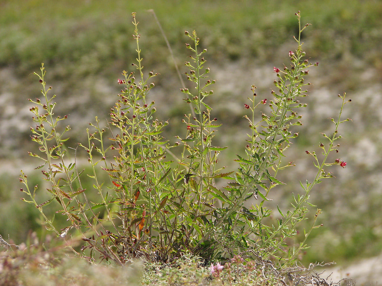 Изображение особи Scrophularia cretacea.