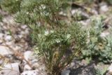 Minuartia glomerata
