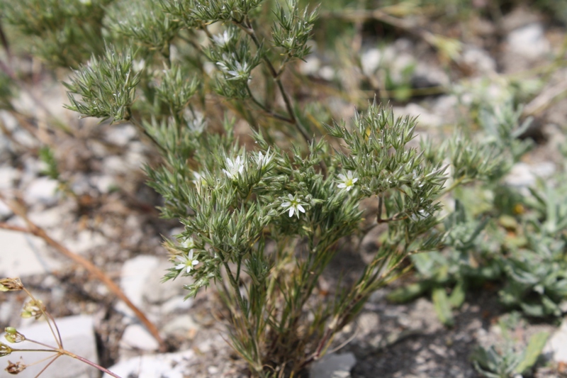 Image of Minuartia glomerata specimen.