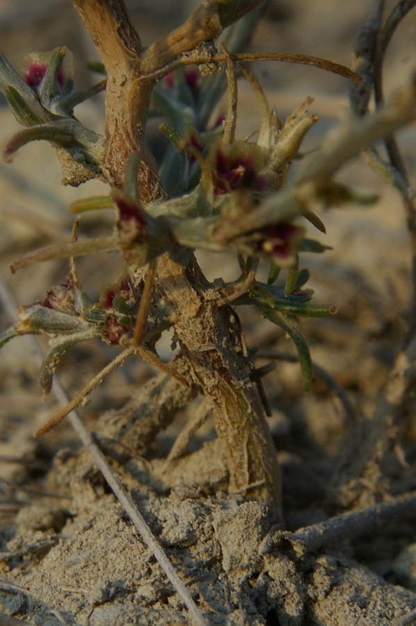 Изображение особи Salsola tamariscina.