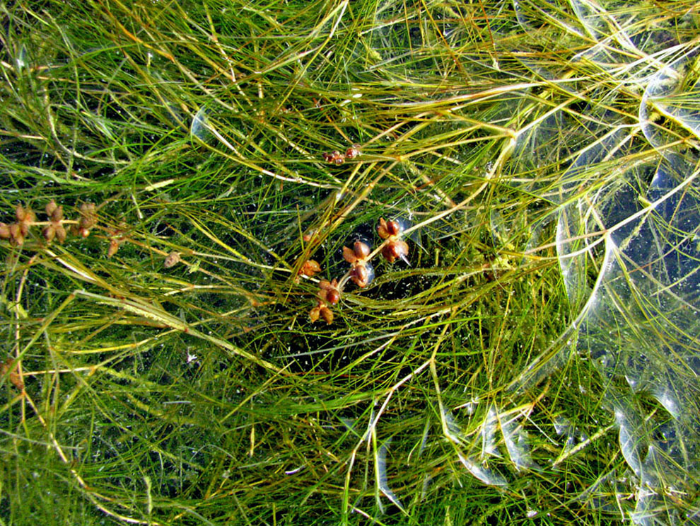 Image of Potamogeton pectinatus specimen.