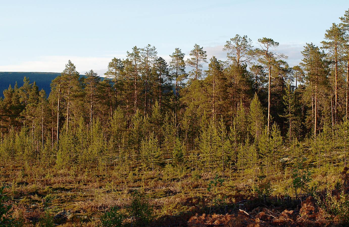 Image of Pinus friesiana specimen.