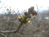 Fraxinus excelsior. Верхушка ветви с соцветиями. Крым, окрестности Ялты. 1 апреля 2012 г.
